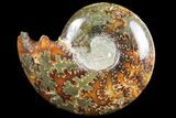 Polished, Agatized Ammonite (Cleoniceras) - Madagascar #97298-1